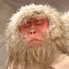 Snow Monkey